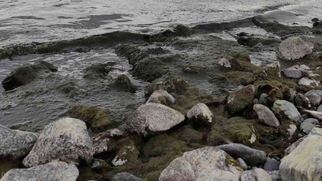 Doğu Anadolu'nun en büyük ikinci gölü yeşile büründü 1